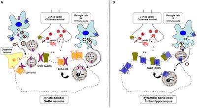 IL1R2, CCR2, and CXCR4 May Form Heteroreceptor Complexes with NMDAR and D2R: Relevance for Schizophrenia